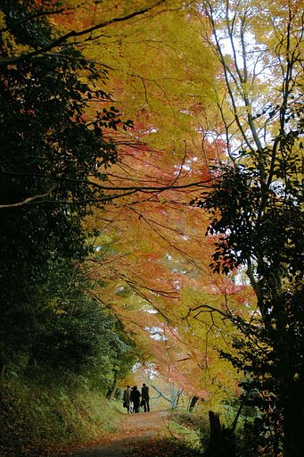 紅葉の道