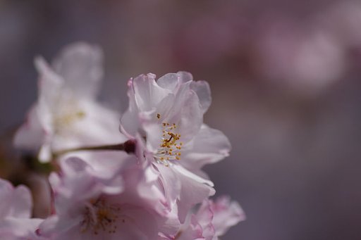 桜咲く・・・