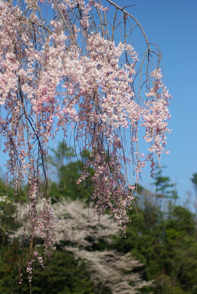 しだれ桜