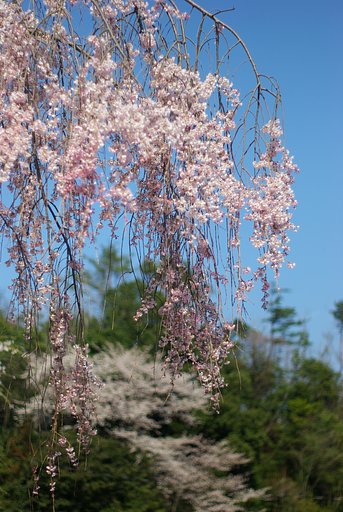 しだれ桜