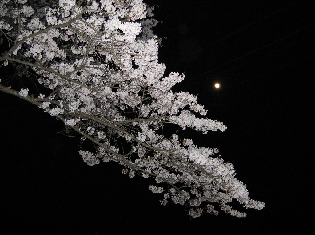 夜桜