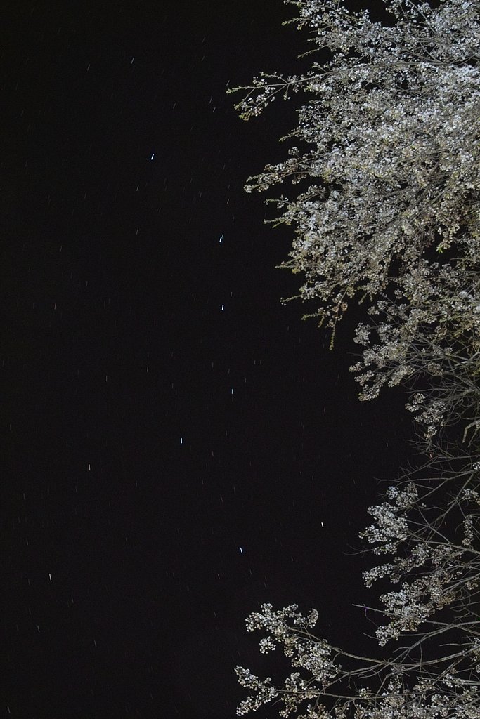 夜桜に北斗七星