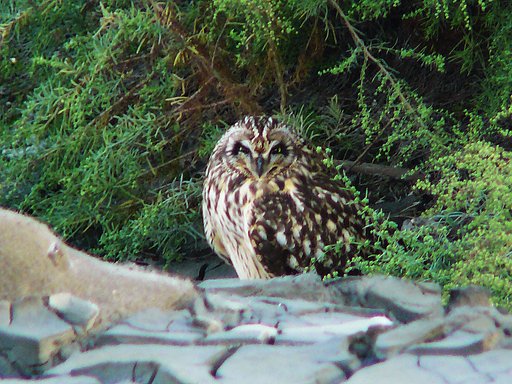 【緑】証拠写真の鳥（１）コミミズク