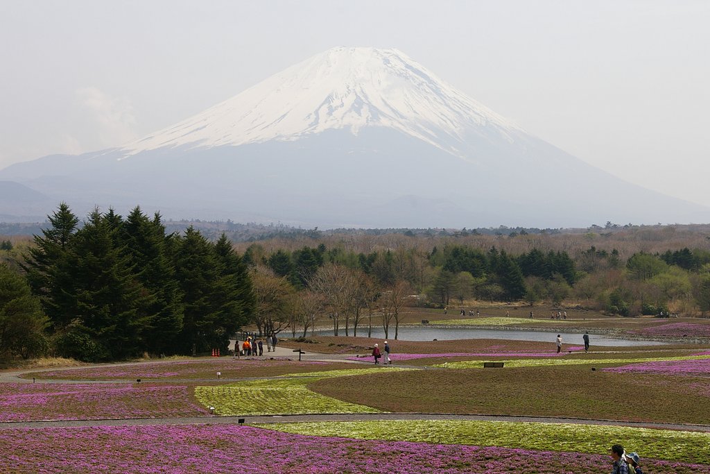 冨士芝桜まつり（本栖湖）