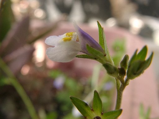 ムラサキサギゴケの花