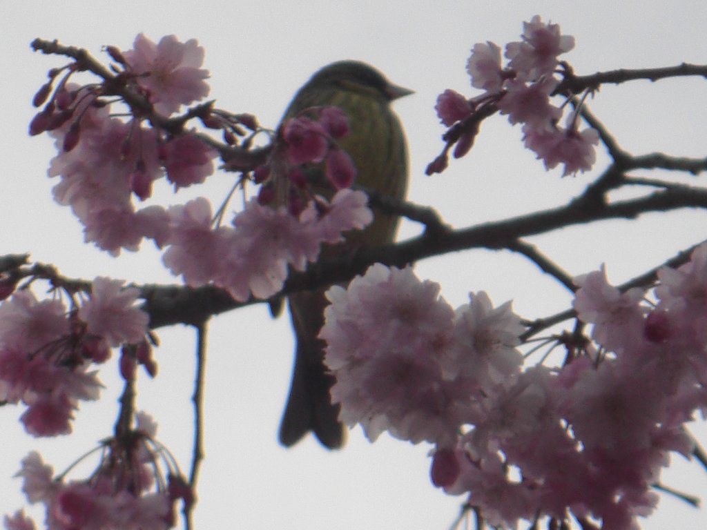 逆光のひばり