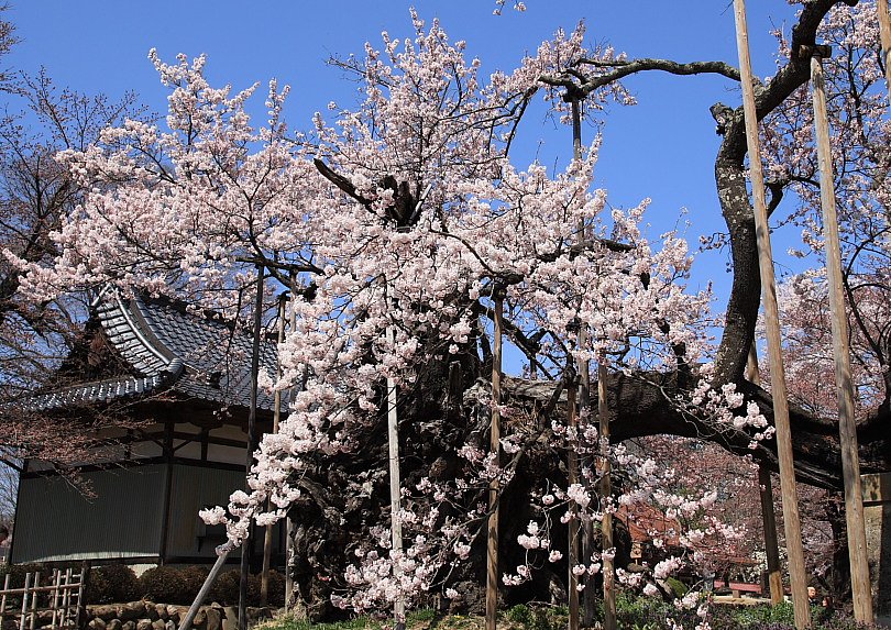 神代桜