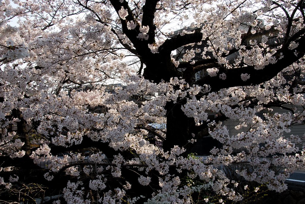 さくら花火