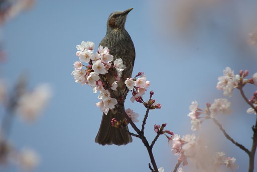 SIGMA APO 50-500mm F4-6.3 EX DG