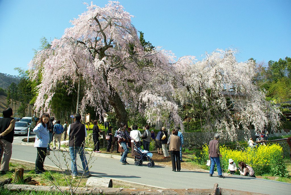 （リクエスト）しだれ桜　その2