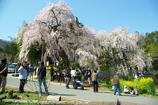 （リクエスト）しだれ桜　その2