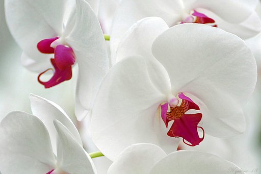 白雪の花