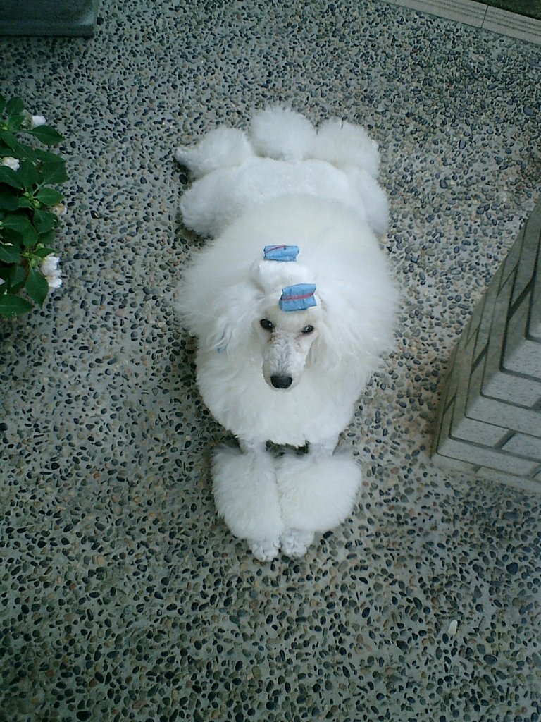 ワンちゃん　もう一枚