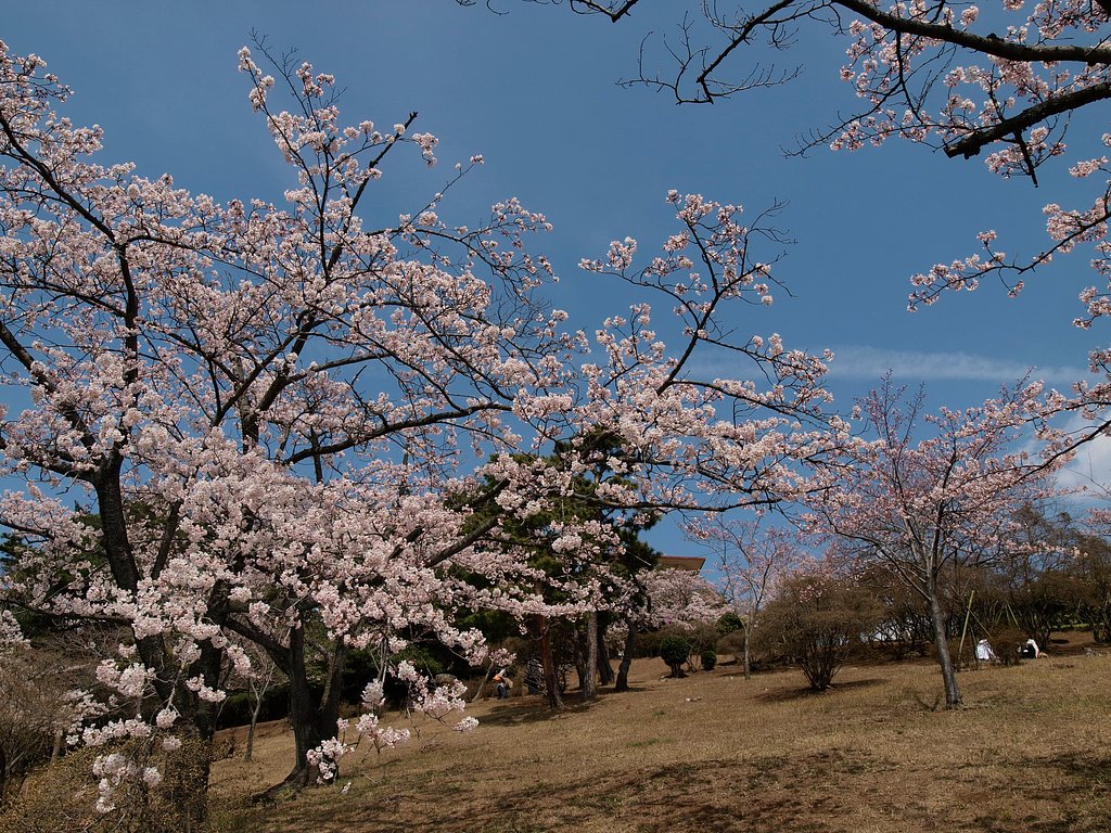 桜