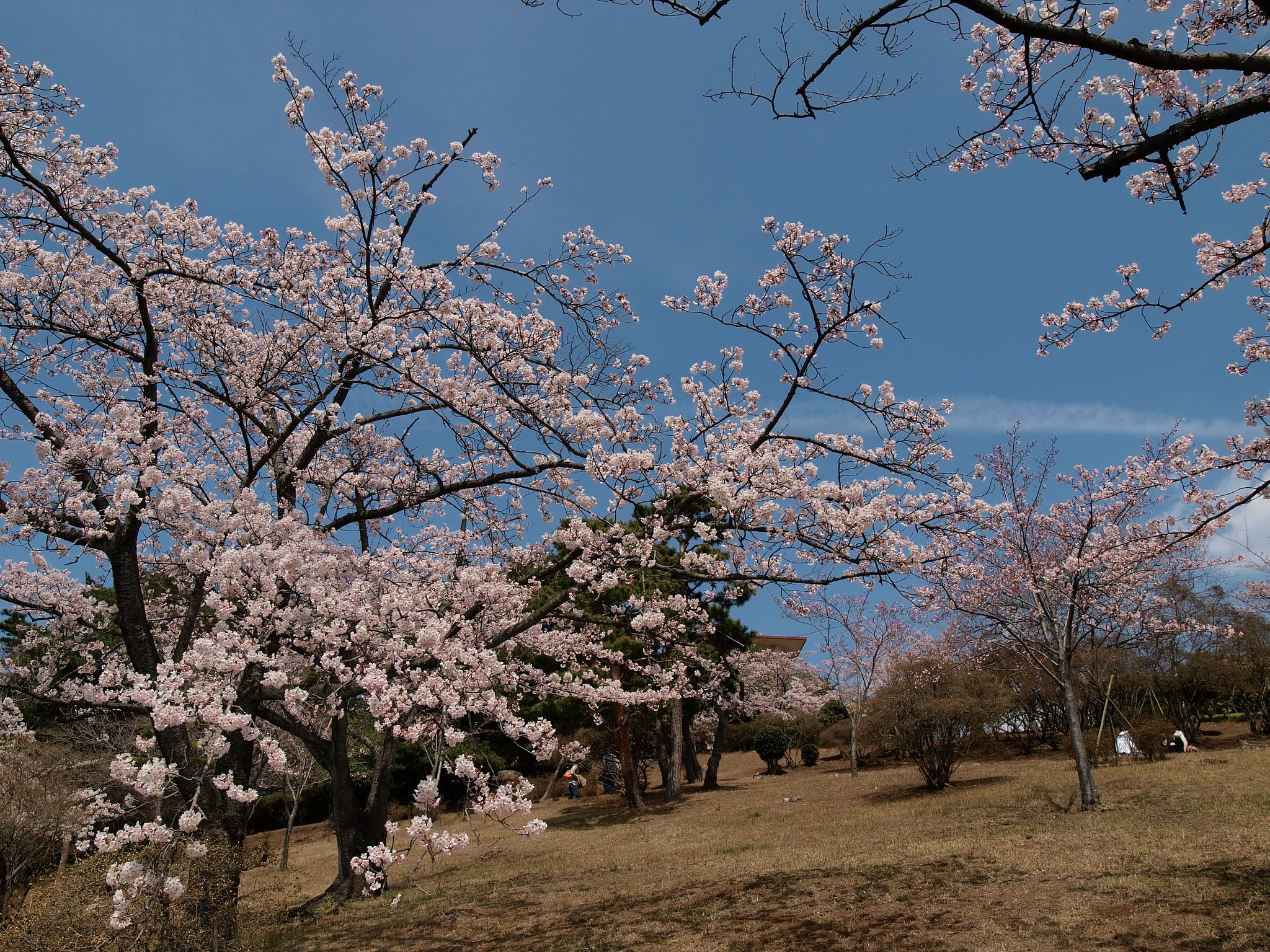 桜
