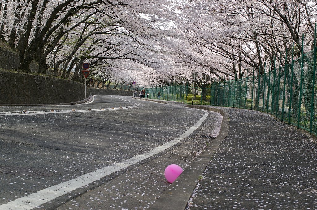 桜道