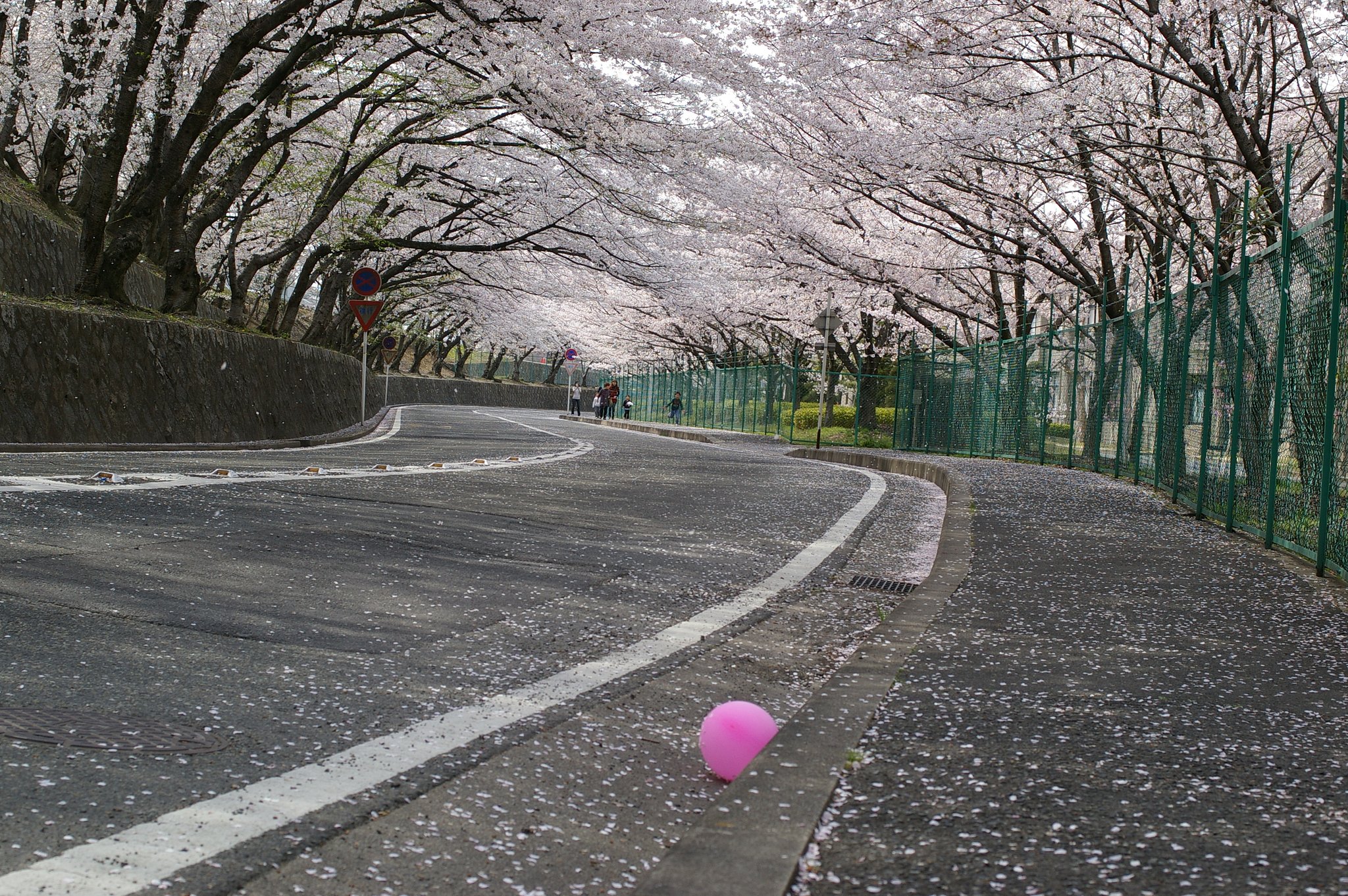 桜道