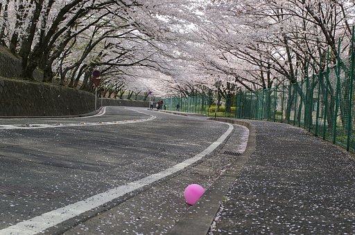 桜道