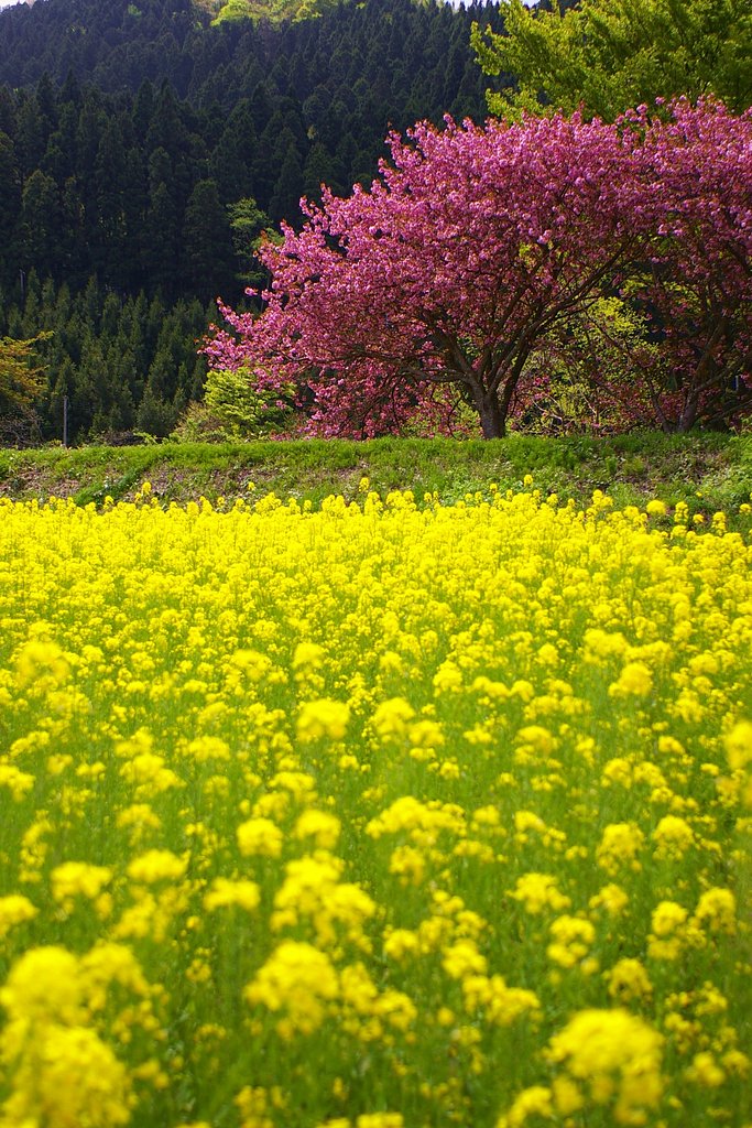 桜と菜の花