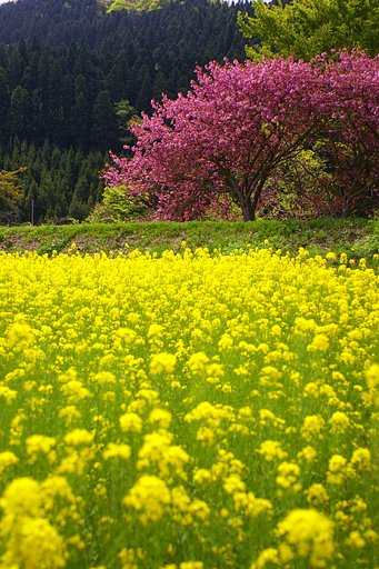 桜と菜の花