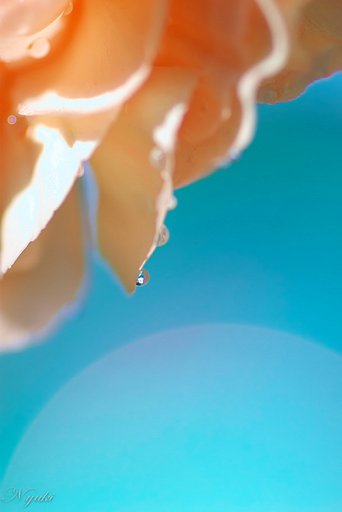 素敵な水滴