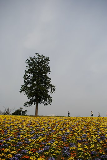花回廊４