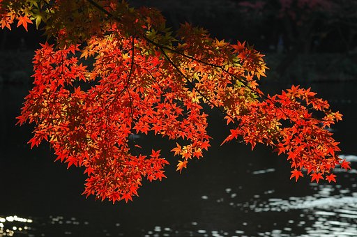 都心の紅葉