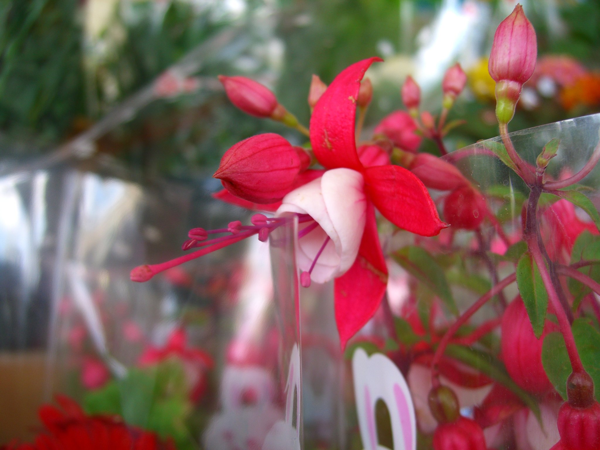 売り場の花-5