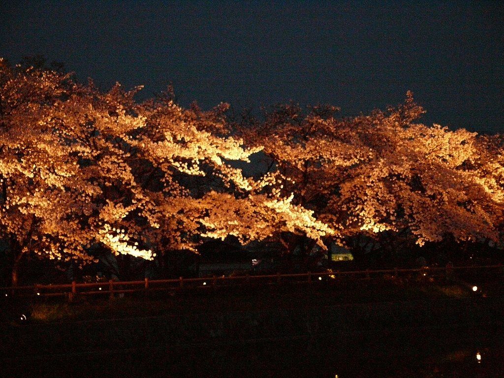 桜祭り
