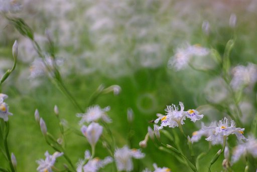 木漏れ日の胡蝶花