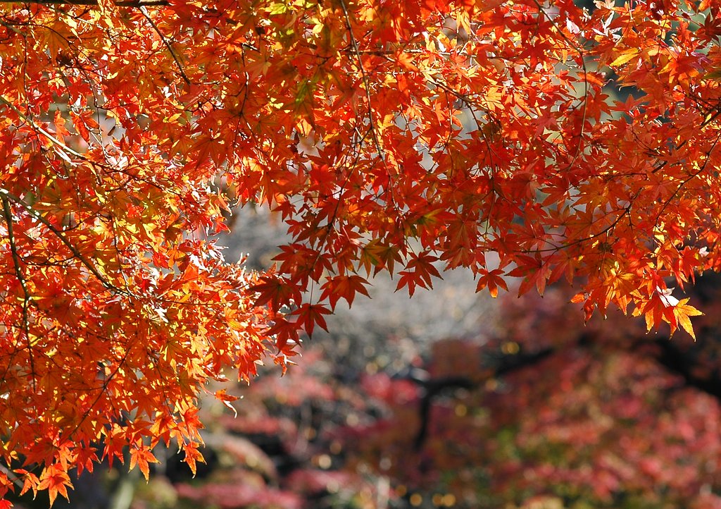 紅葉いっぱい