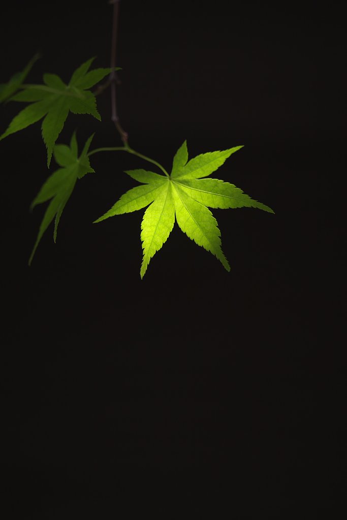 僅光