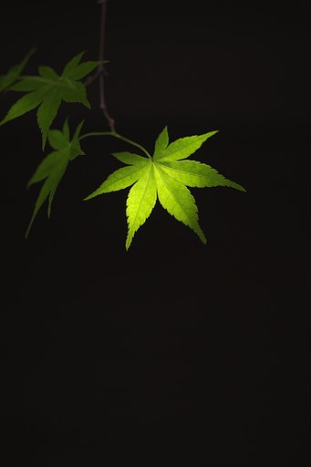 僅光