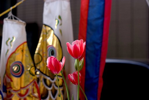 「植」チューリップと鯉のぼり