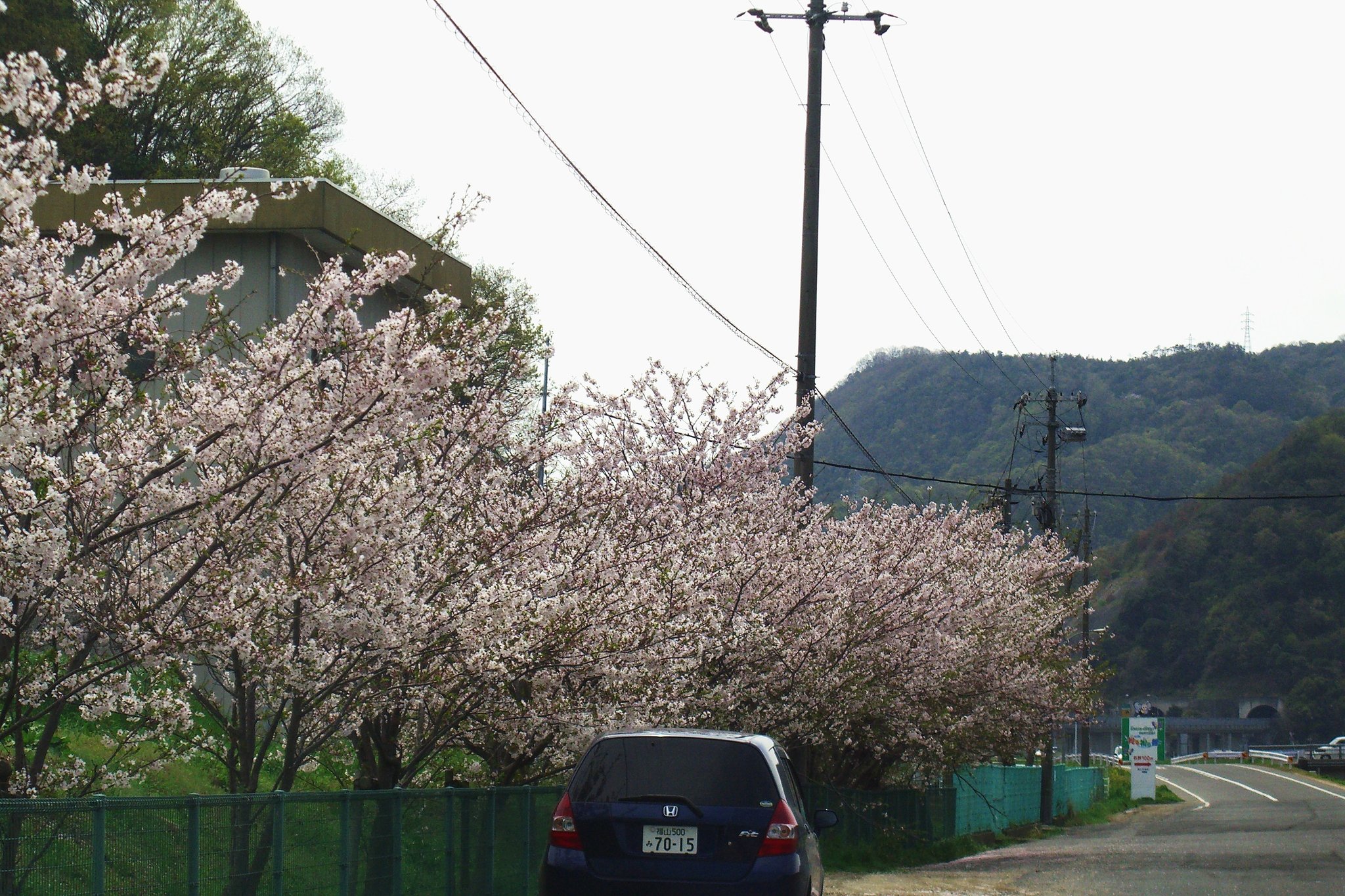 穴場の桜その2