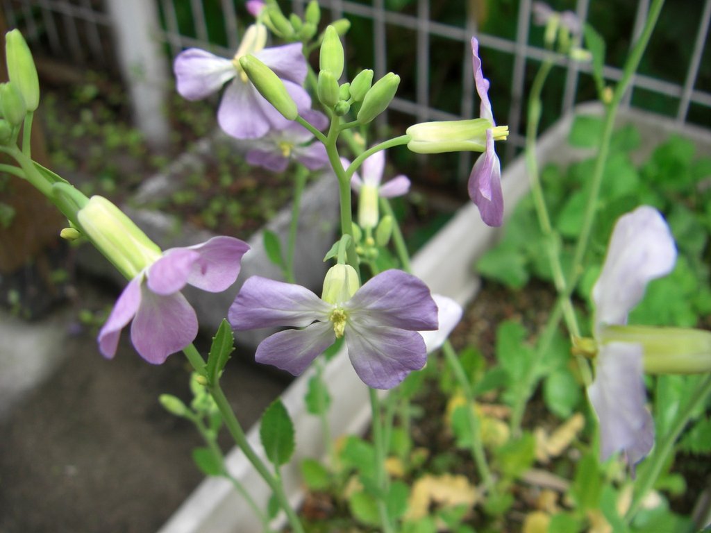 かいわれ大根の花