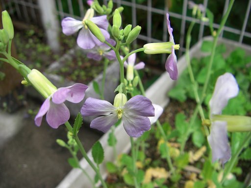 かいわれ大根の花