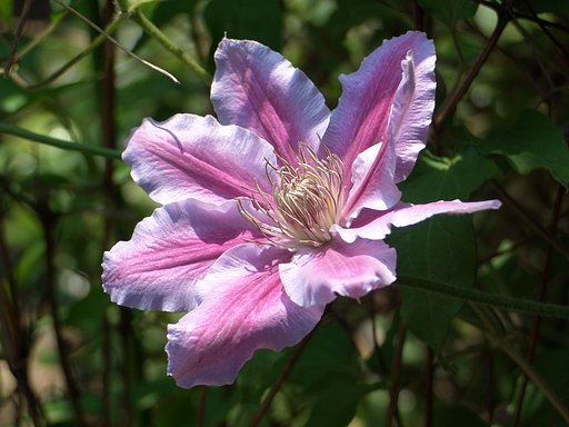 庭の花④