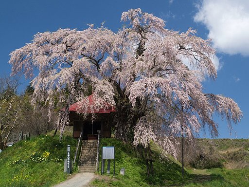 【緑】桜繋がりで・・。