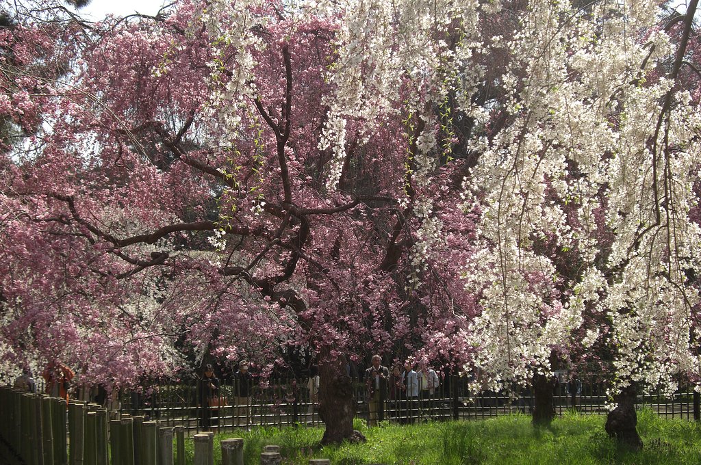京都御所の枝垂れ桜