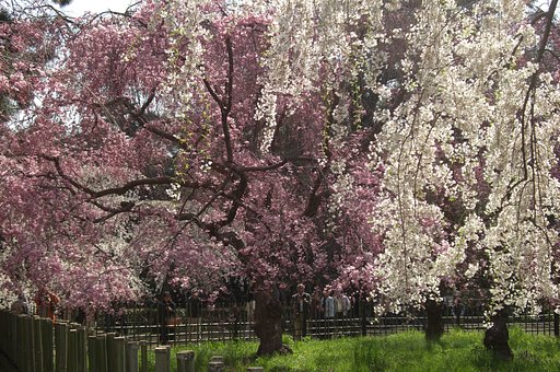 京都御所の枝垂れ桜