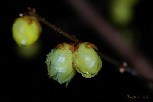 夜雨に寄り添い