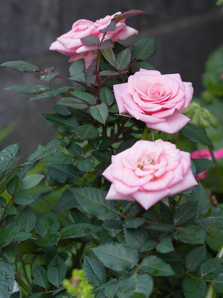 「植」ミニ薔薇