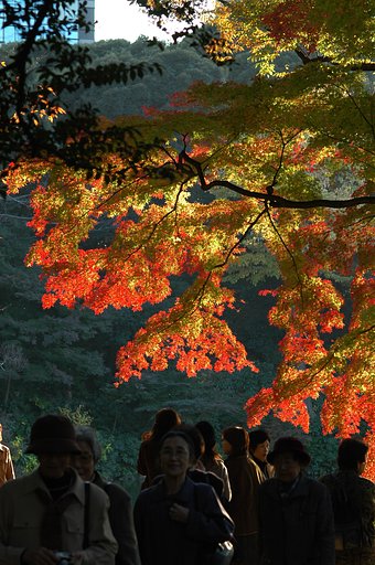 紅葉狩り