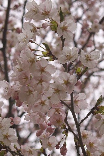 鳥取兵庫県境の田舎のソメイヨシノ