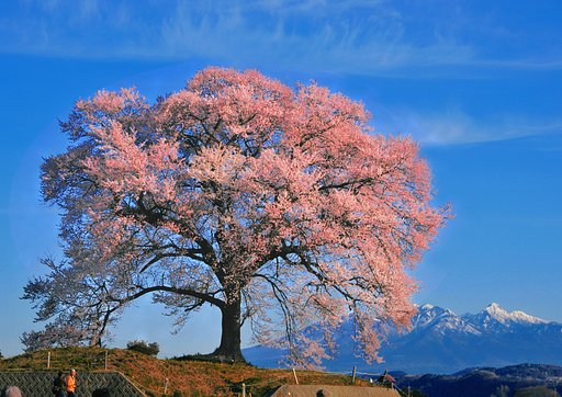 ワニ塚の桜
