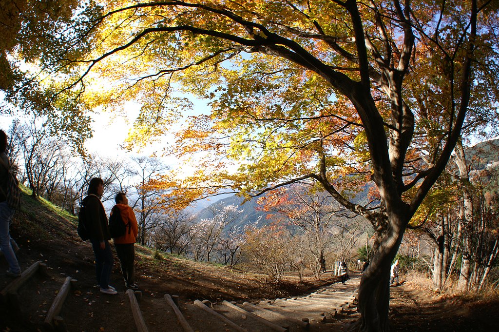 桜山
