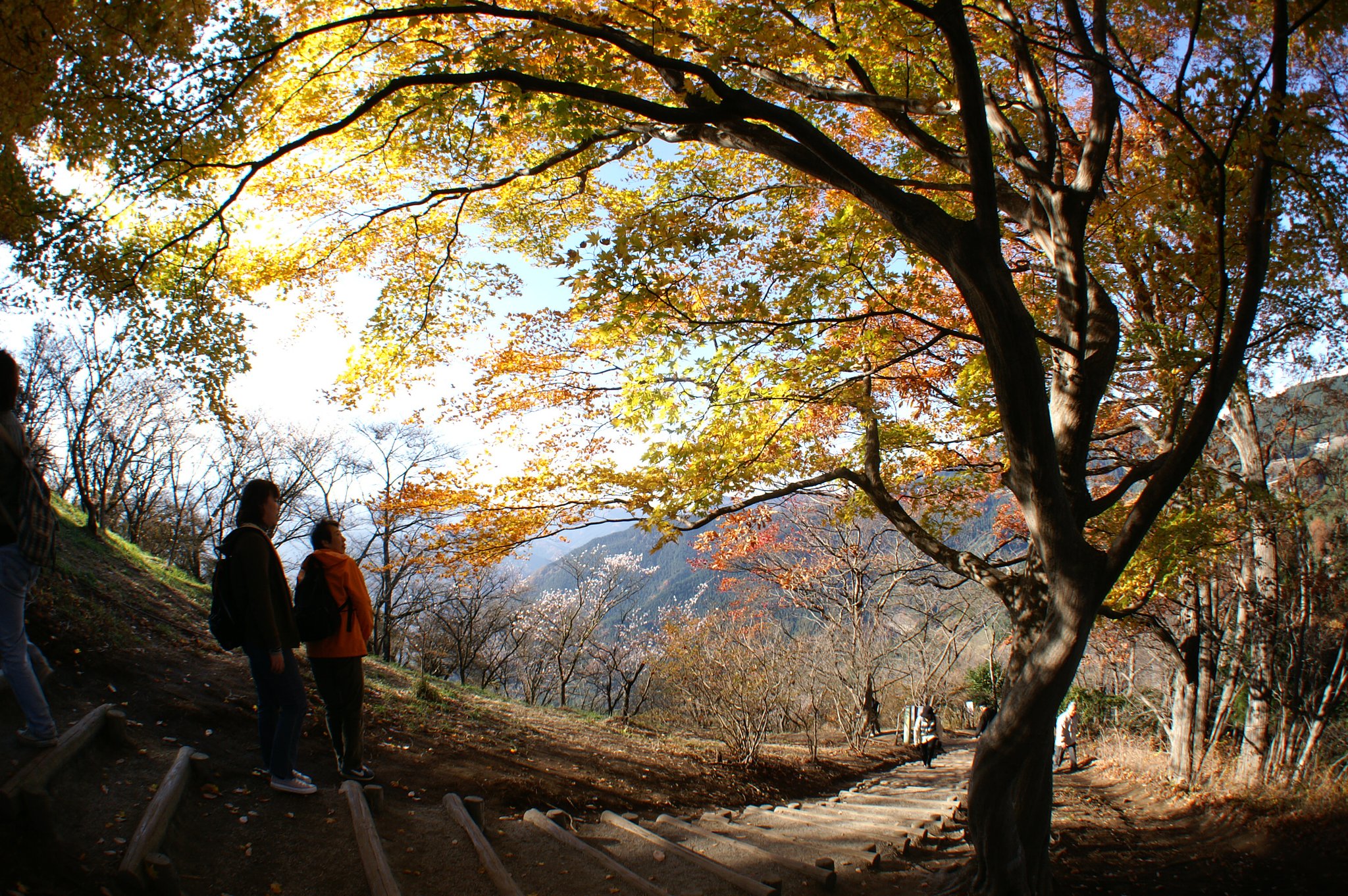 桜山