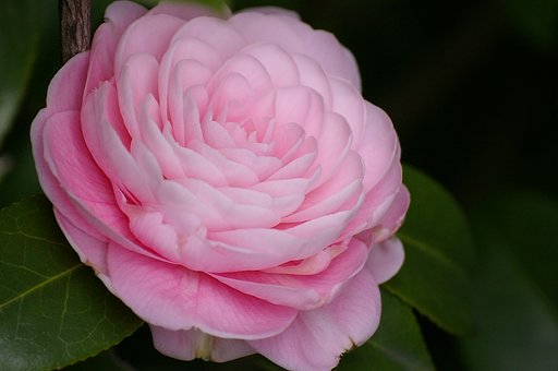 今朝のツバキ