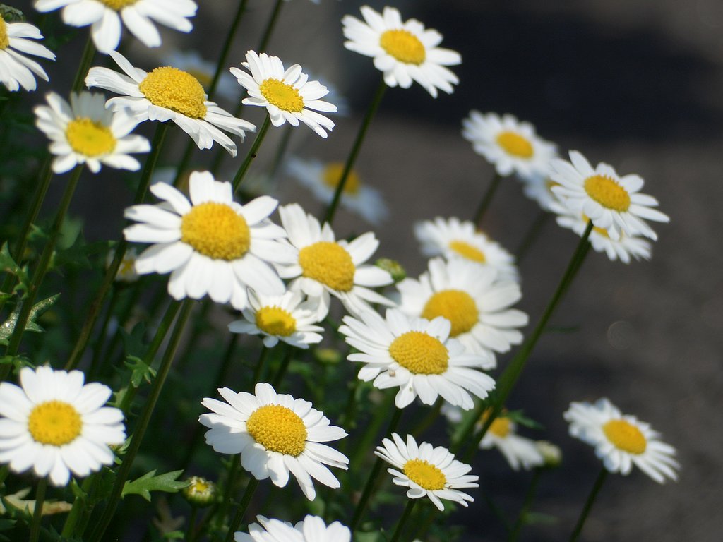 庭の花⑤